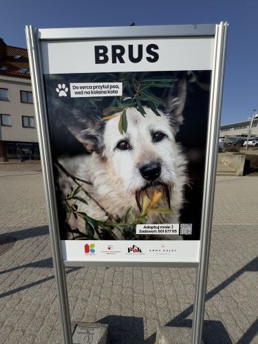 Wystawa czworonogów ze schroniska w Pudwągach	